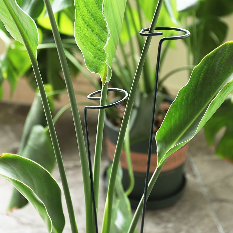 1/10 Buah Cincin Tiang Penyang - Florist Supply Bulk ulasan dan harga