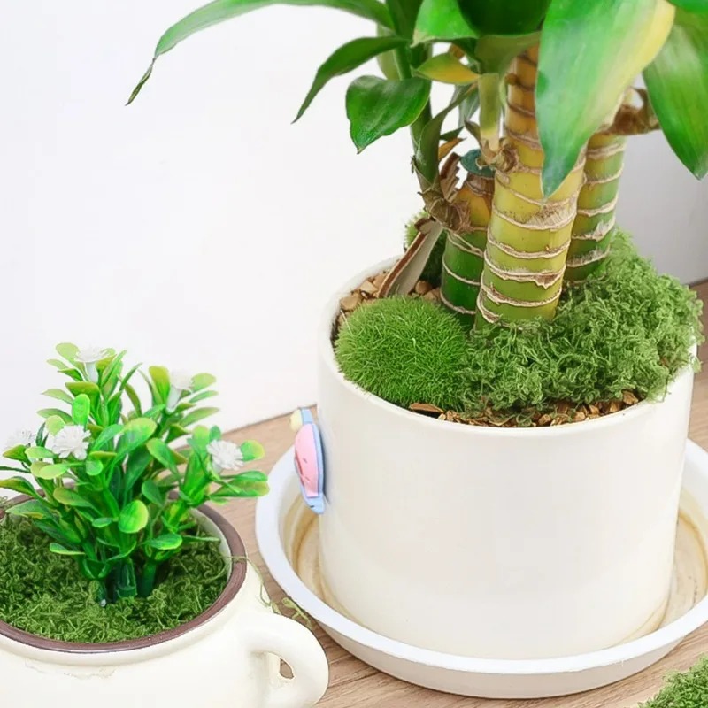 30/300G Lumut Buatan Realistis - Preserved Moss Sheet ulasan dan harga