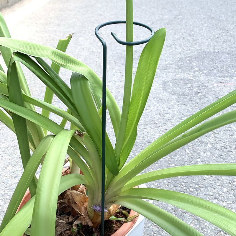 1-10 Buah Tempat Semak Tanaman - Florist Supply Bulk ulasan dan harga